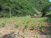 蚕茧里的金色希望 柞水县杏坪镇培达合作社的农副产品图鉴