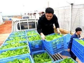 深圳蔬菜肉类水产粮油农副产品配送与食堂承包 打造高效、安全的生活配送新生态